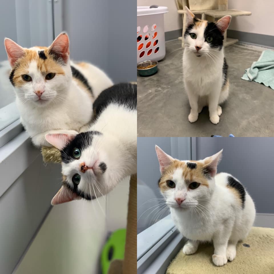 cat boarding quad cities